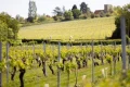How an Essex valley became one of the UK’s most exciting new wine regions