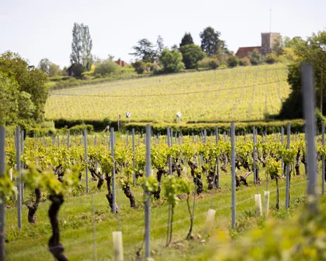 How an Essex valley became one of the UK’s most exciting new wine regions