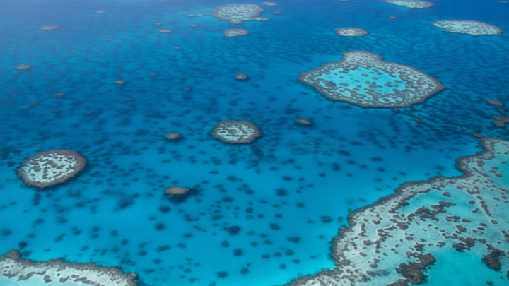 Shark attack: man dies on Great Barrier Reef in far north Queensland