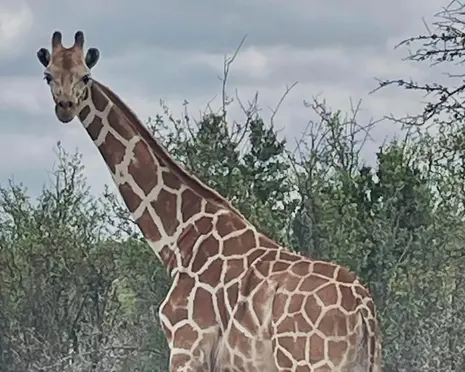 Mystery of Gracie the giraffe deepens as sheriff calls recapture claims a tall story