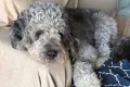LA leaders back investigation into police killing of two-year-old dog