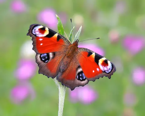 Britain’s favourite butterfly revealed – and it’s a familiar backyard beauty