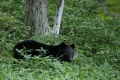 Japanese city shuts down nearly 100 schools after unprecedented bear sighting