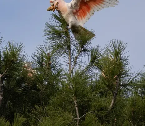 ‘Flamin’ cockatoos’ have lost much of their habitat to bushfires. Can the species survive?