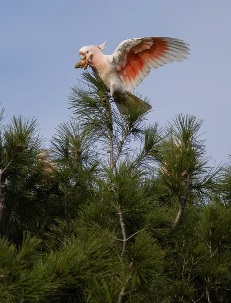 3055