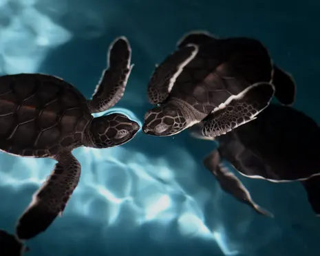 ‘Spy turtles’ and ‘spy fish’ being used to monitor Chinese waters, Beijing claims