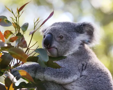 Park to protect 12,000 koalas to go ahead via contentious carbon credit deal by Albanese government