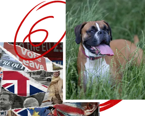 Profound lessons from dog training, the story of the Brexit campaign and France’s struggle with heat-trap homes