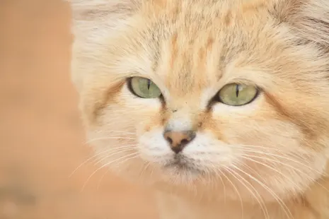 ‘No one believed it’: how a YouTube video accidentally proved Libya’s sand cat really does exist