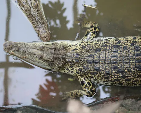 Wowcher apologises for email referencing toddler crocodile attack