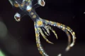 ‘Chock full of incredible animals’: marine expedition uncovers 31 new species in two weeks