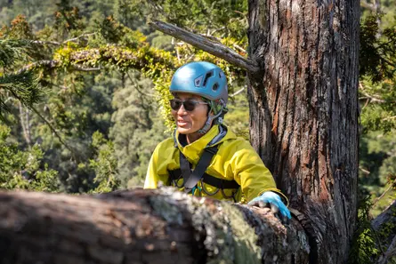 A thousand years old and 20 storeys high: tracking down Taiwan’s tallest trees