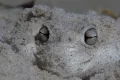 Shovels for feet and blotting paper skin: the ‘little fat froggy’ facing a fight for survival