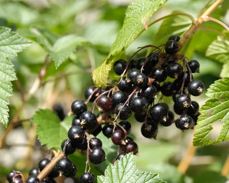 4412