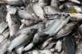 ‘They ate the shrimp, they even ate the crab’: Thai fishers count the cost of a voracious invader