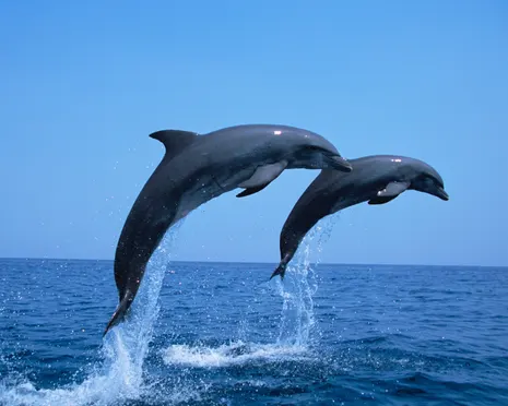 Dolphins increasingly rely on trawlers for food in overfished Adriatic, say scientists