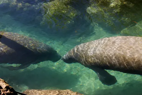‘Death sentence’: Trump’s EPA to open habitats of endangered species to logging and mining