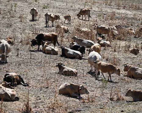 Western Europe records hottest-ever June as heatwaves intensify