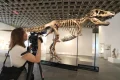 Sale of multimillion-dollar T rex skeleton is big headache for scientists