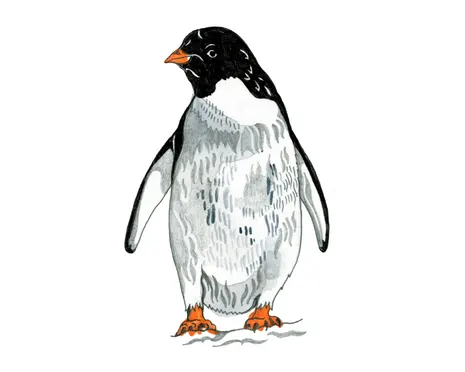 Why can’t penguins fly and why don’t buses have seatbelts? The kids’ quiz