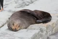Fur seal’s death marks first Australian mainland mammal fatality from spreading H5 bird flu strain