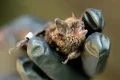 Wing and a prayer: how probiotics might save bat species from a killer fungus