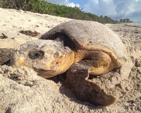 Florida sets record for sea turtle nests but Trump move could stall recovery