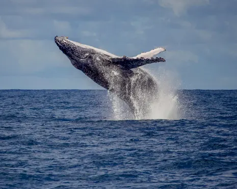 Humpbacks return to Rio: the whales are back from the brink of extinction – but will tourism help or hinder?