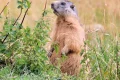 Call to ban marmot hunting in France as campaigners say they are ‘killed for fun’