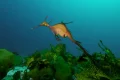 Australia’s marine parks protect ‘places no one goes’ rather than fragile coastal zones, scientists say