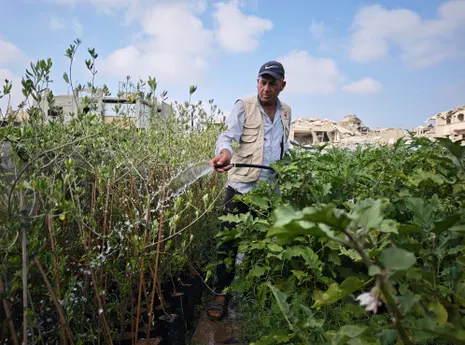 On scraps of land and under constant threat, Gaza farmers struggle to survive