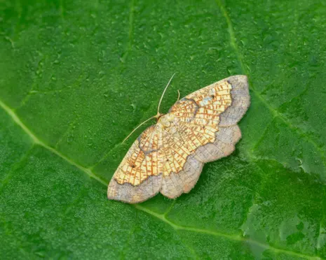 The 20-year search for a vanishing custard-and-chocolate coloured moth