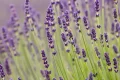 Purple reign: how shade became British gardeners’ favourite