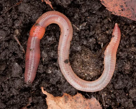 ‘The eww holds power’: why disgust shapes how we see nature, queerness and each other