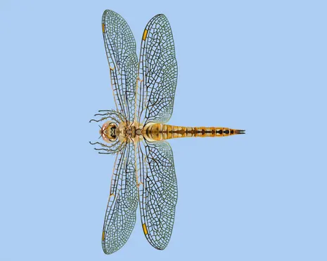 ‘Fearless and quietly astonishing’: the dragonfly that migrates further than any other insect