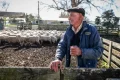 After decades of decline, New Zealand’s wool industry is making a comeback