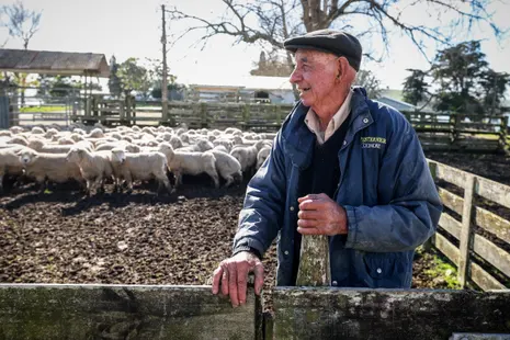 After decades of decline, New Zealand’s wool industry is making a comeback