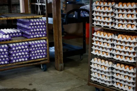 Massive egg recall in US south and south-west due to salmonella outbreak