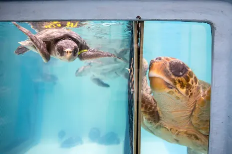 Hundreds of sea turtles are stranded in Cape Cod each year. An ‘amazing network’ has mobilized to help