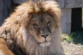 Lion saved as cub from Ukraine war and brought to US battles rare fungal disease